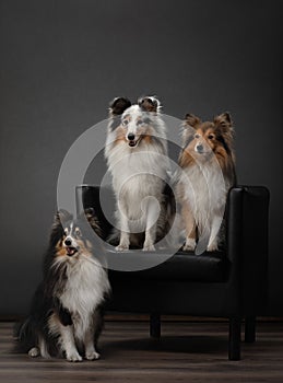 Dogs sits on a couch at home. three sheltie against the background of the wall on the armchair.