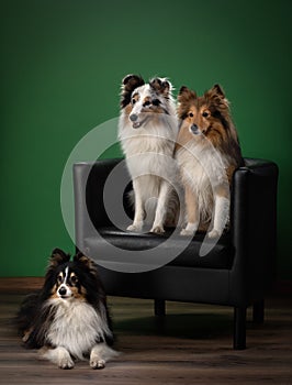 Dogs sits on a couch at home. three sheltie against the background of the wall on the armchair.