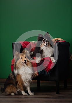 Dogs sits on a couch at home. two sheltie against the background of the wall on the armchair.