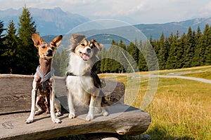 Dogs are sitting on a bench