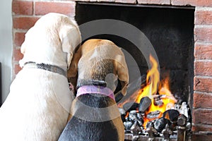 Dogs Sitting in Front of Fire