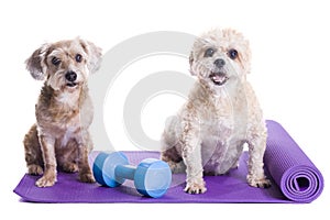 Dogs sitting on a yoga mat, preparing for excercise
