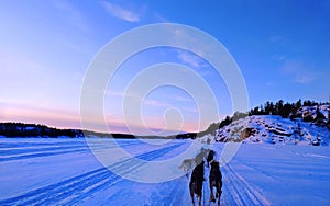 Dogs sledding on a frozen lake in winter time