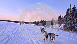 Dogs sledding on a frozen lake in winter time