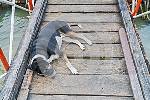 Dogs are sleeping comfortably on a wooden bridge.