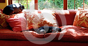 Dogs sleeping on sofa in living room 4k
