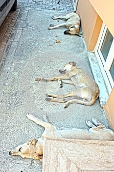 Dogs are sleeping on the street