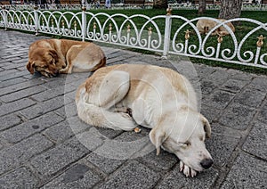 Dogs sleeping on street in Istanbul, Turkey