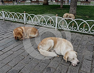 Dogs sleeping on street in Istanbul, Turkey