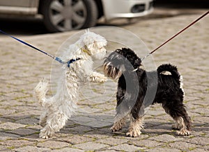 Dogs sniffing