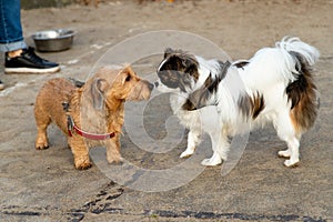 Dogs sniffing at dog playground