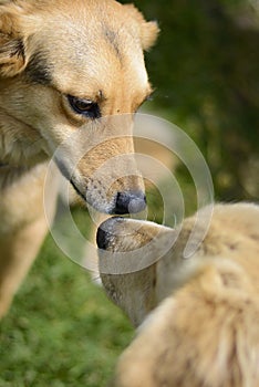 Dogs sniffing each other