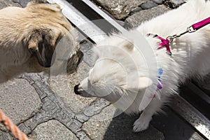 Dogs sniffing each other on a gay pride in Munich, one of them wearing a rainbow collar