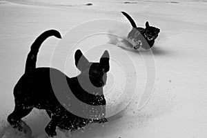 Dogs in snow