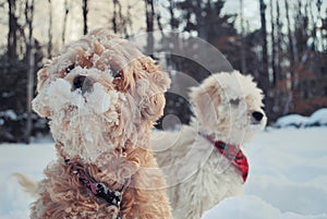 Dogs in snow