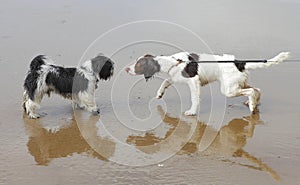 Dogs socializing training