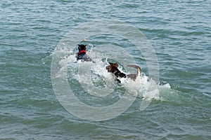 Dogs in a splash of water, racing to fetch a ball