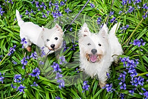Dogs in spring flowers: west highland terrier westies in bluebells at Rolands Wood dog park, Kerikeri, New Zealand, NZ