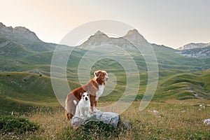 dogs stand guard over a mountain vista, embodying the spirit of exploration