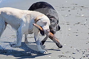 Dogs with Stick on the Beach