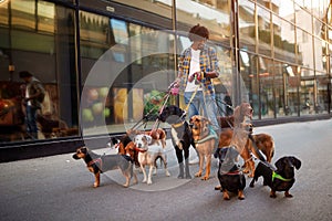 Dogs on the streets on leash with man professional dog walker