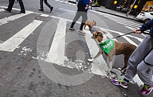 Dogs on the streets of NYC