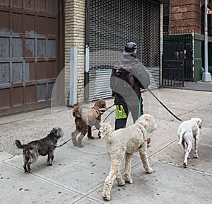 Dogs on the streets of NYC