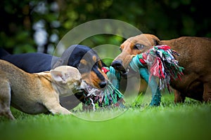 Dogs in the summer garden play with toy
