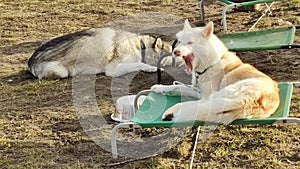 Dogs Sunbathe And Relax