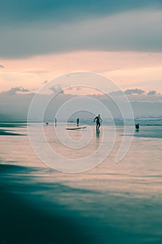 Dogs and surfers on the beach