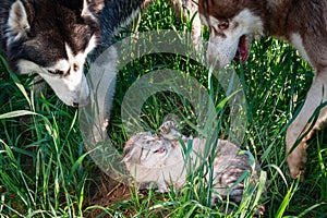 Dogs surrounded frightened cat. Concept enmity cats and dogs. Two husky attacked a sizzling cat raising a paw and releasing claws.