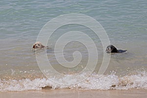 Dogs Swimming