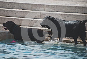 Dogs swimming.