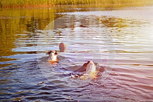 Dogs swimming in the lake