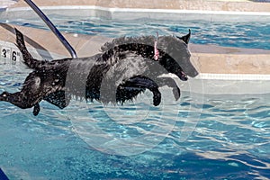 Dogs Swimming in Public Pool