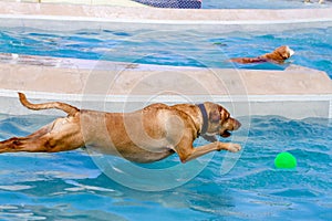 Dogs Swimming in Public Pool