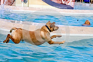 Dogs Swimming in Public Pool