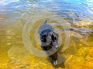 Dogs Swimming