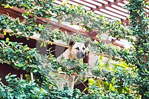 Dogs take a look at the strange house with tree cover.