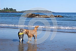 Dogs Teamwork to retrieve a toy at the Beach