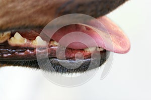 Dogs teeth and tongue