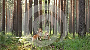 dogs together in the forest. Red shelties against a background of pine trees