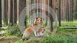 dogs together in the forest. Red shelties against a background of pine trees