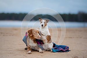 dogs together under a blanket, small and large. Jack Russell Terrier and Toller