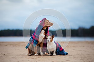 dogs together under a blanket, small and large. Jack Russell Terrier and Toller