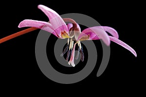 Dogs tooth violet, early spring flower, botanical name Erythronium dens canis isolated on black background