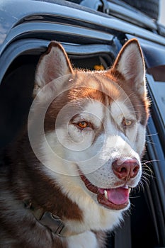 Dogs travel by car. Attractive Siberian Husky dog enjoying the ride looks out of an open car window