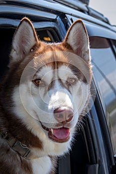 Dogs travel by car. Brown siberian Husky dog enjoying the ride looks out of an open car window