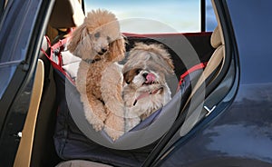 Dogs traveling in a car seat the back seat of a car.