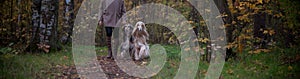 Dogs, two beautiful Afghan greyhounds, go with the mistress on the autumn path, walk